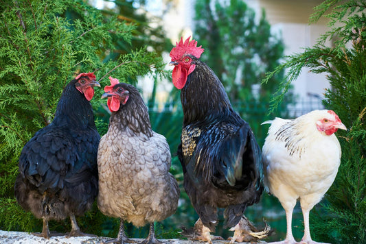 How Farmen Chickens are the Best